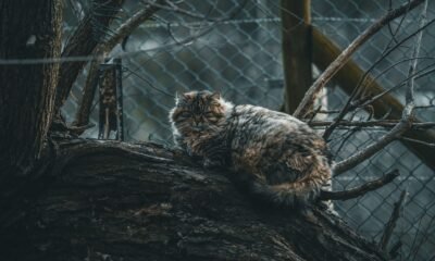 pallas cat