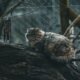 pallas cat