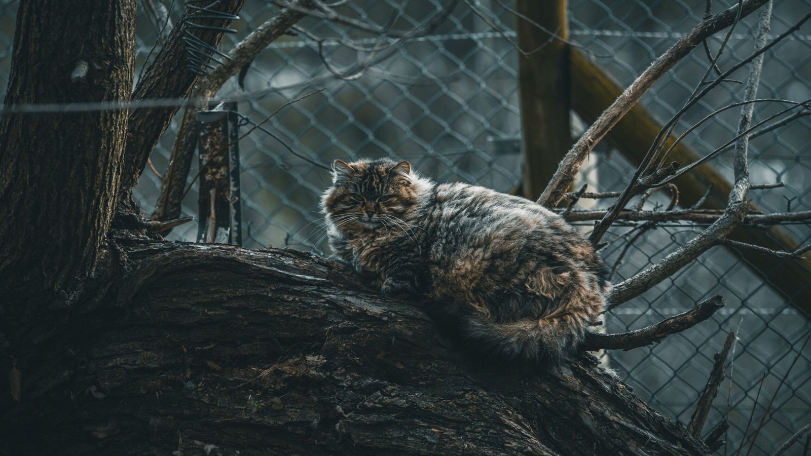 pallas cat