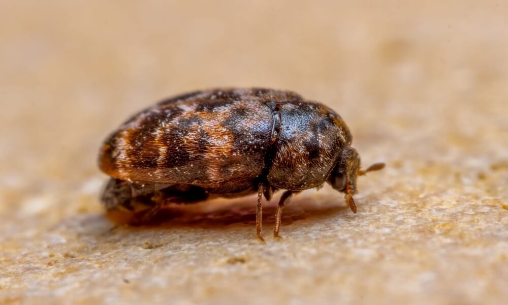anthrenus carpet beetles