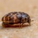 anthrenus carpet beetles