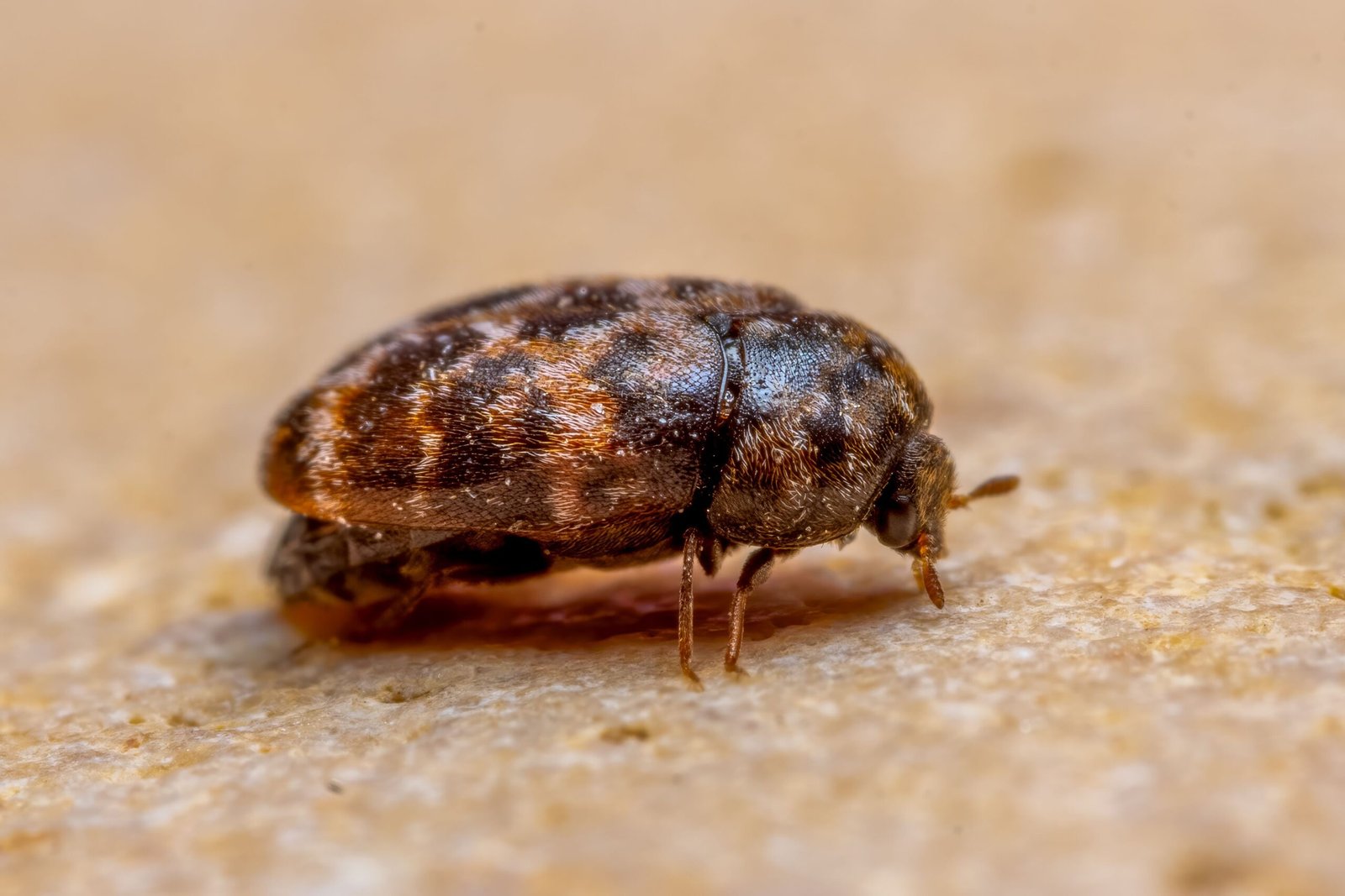 anthrenus carpet beetles