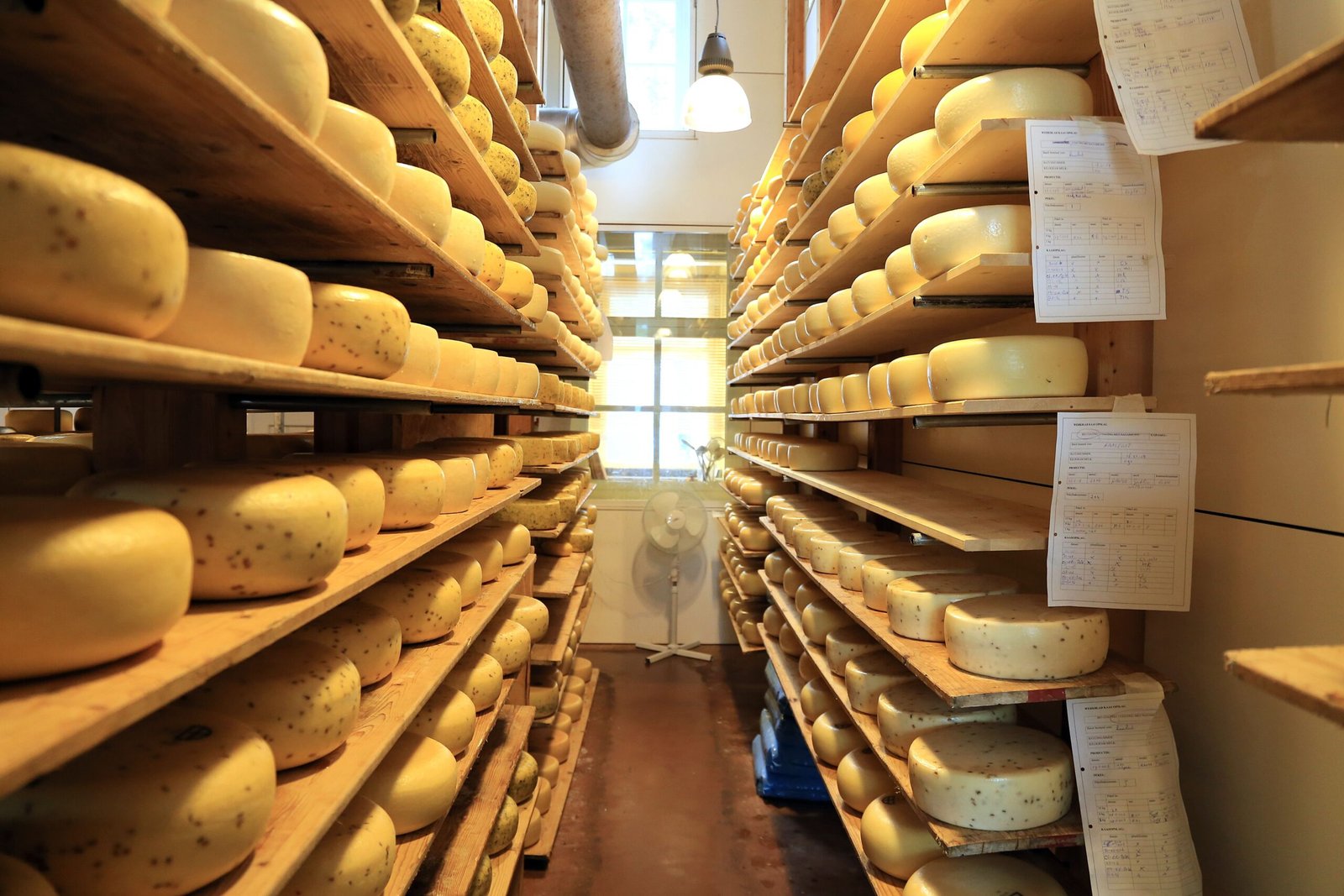 keju gruyere